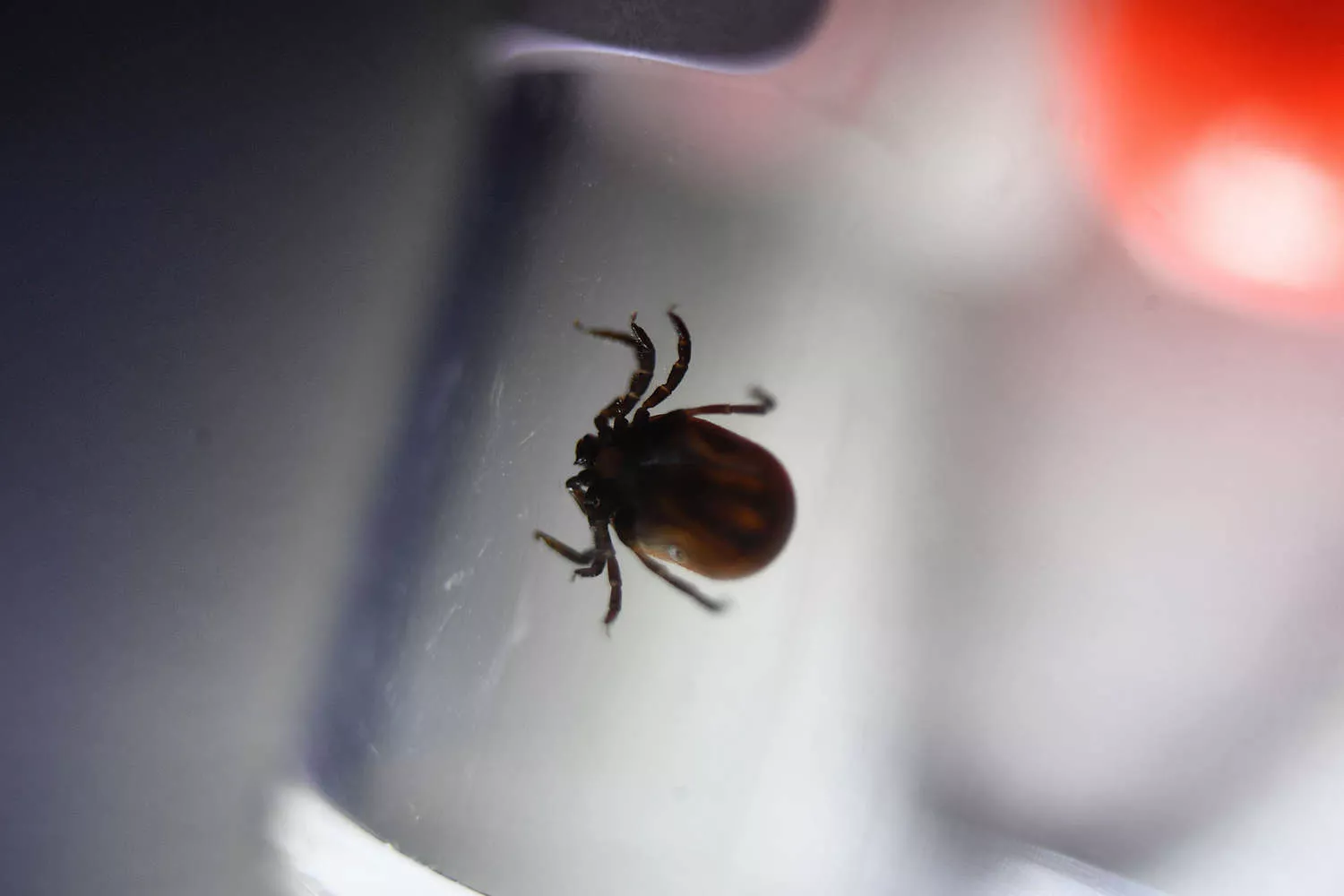 Названы мифы о клещах, о которых давно пора забыть